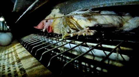 egg japan sem company|Ise Foods, which confines the largest number of animals in cages .